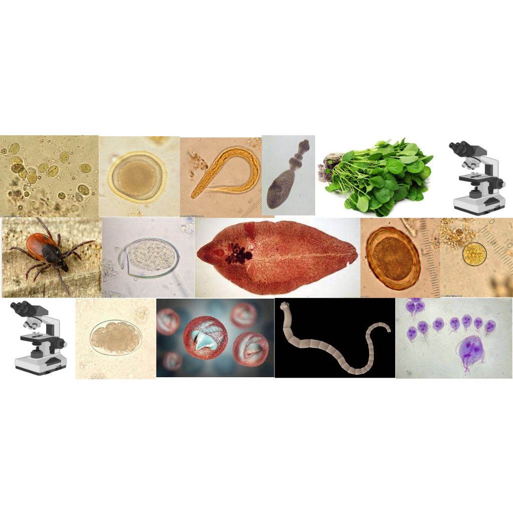 Course Image Parasitologia Básica - Noite - 21/2